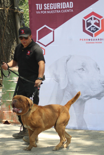 PERRO GUARDIAN EMPRESA DE SEGURIDAD PRIVADA EN CDMX