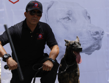 PERRO GUARDIAN EMPRESA DE SEGURIDAD PRIVADA EN CDMX